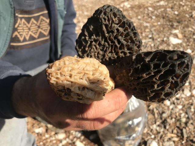 Morel mushrooms in the mountains