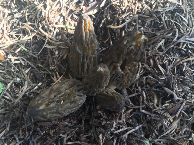 Morel mushrooms in the mountains