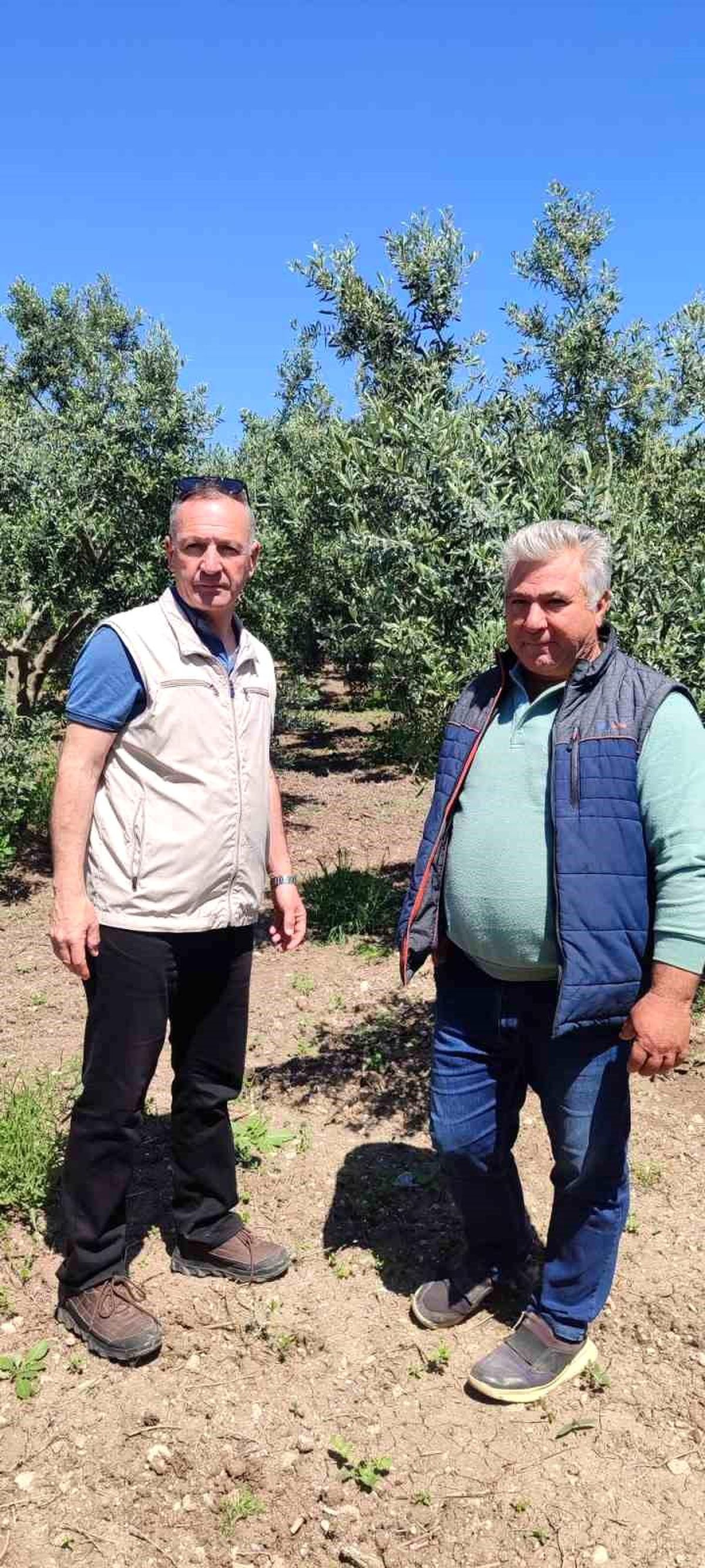 Didim'de zeytin üreticilerine zararlı uyarısı