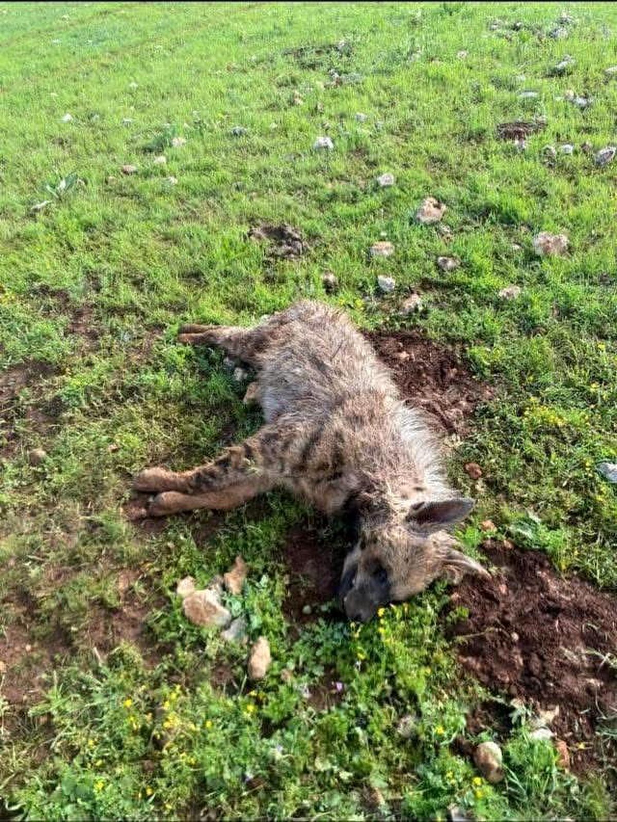 Köpeklerin saldırdığı sırtlan telef oldu