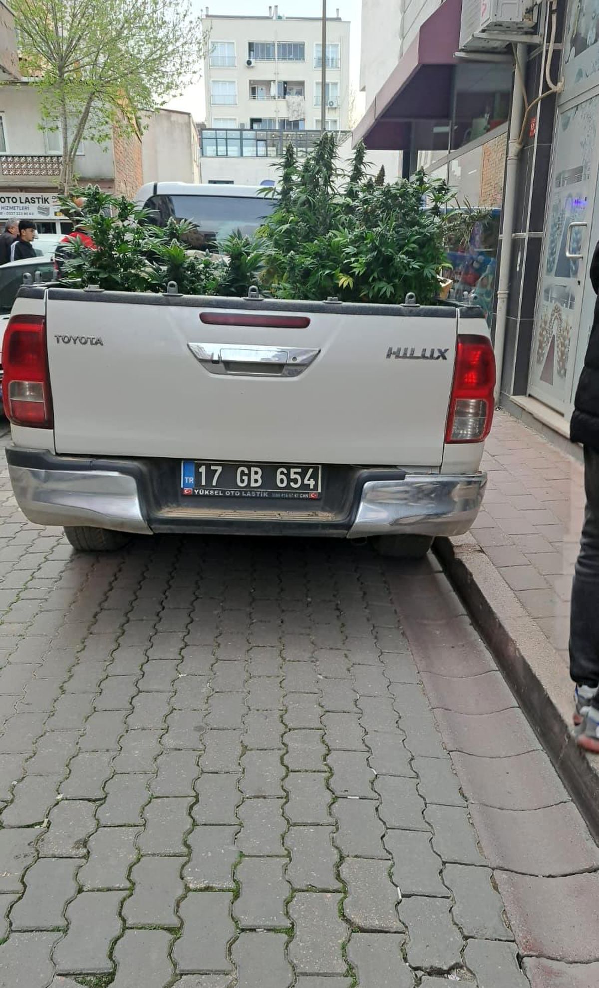 Çanakkale'de evinde kenevir yetiştiren şahıs gözaltına alındı