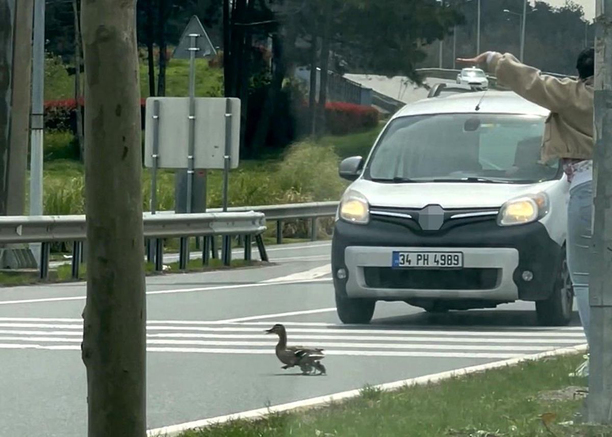 İstanbul'da ördeklerin güvenli geçişi için trafik durduruldu