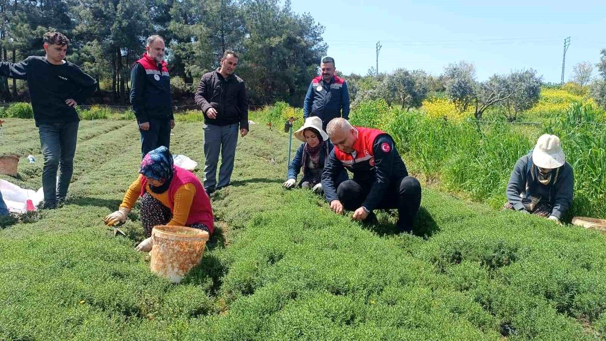 Altınözü'nde zahter hasadı başladı
