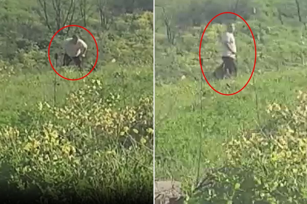 Avcılar'da köpeğe kemerle şiddet uygulayan şüpheli aranıyor