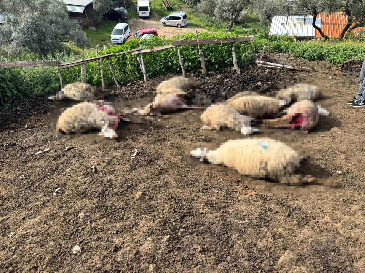 Aydın'da kurt saldırısı vatandaşları tedirgin etti