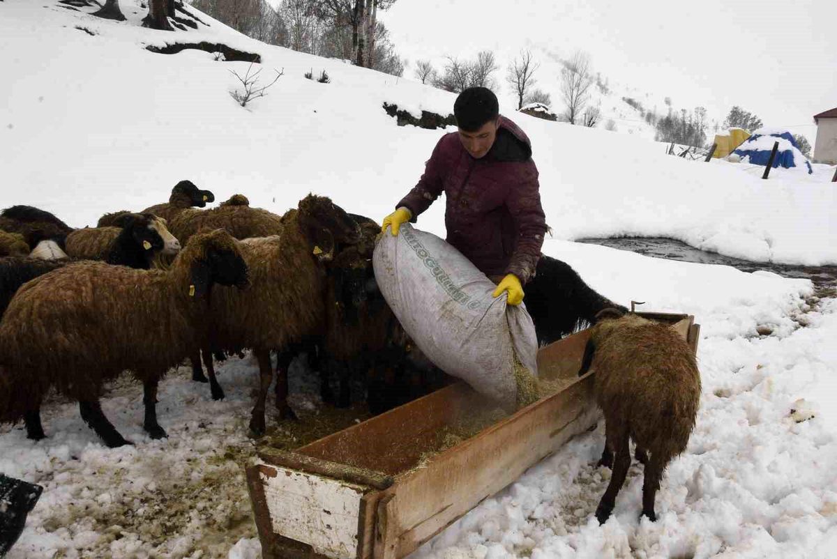 Bitlis'te kış mevsiminin uzaması küçükbaş hayvancılığı vurdu