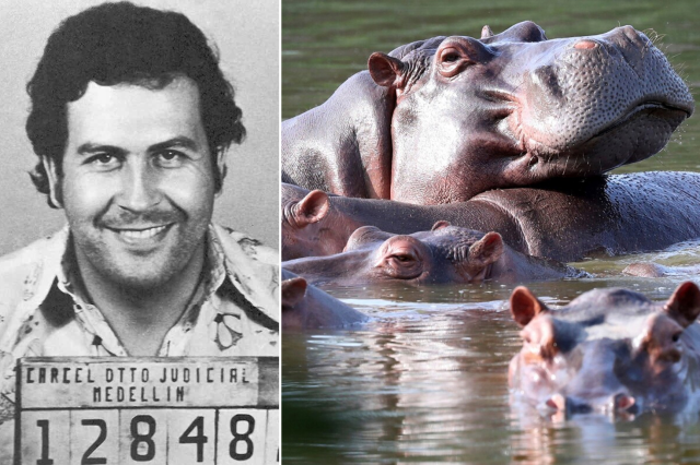 kolombiya escobardan kalan su 19747813 6161 1 m