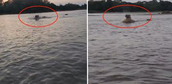 Kolombiya’da Escobar’ın hipopotamları için av kararı alındı