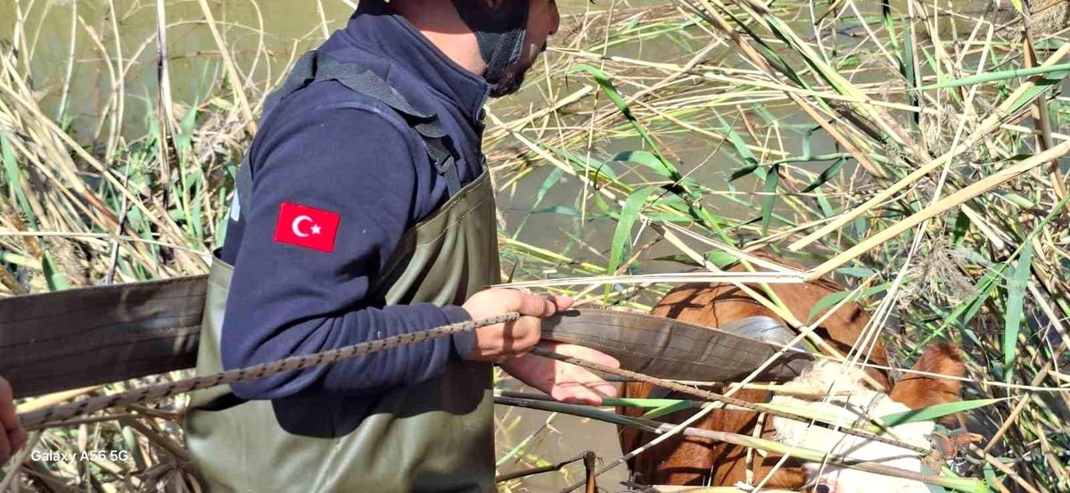 Şanlıurfa'da tahliye kanalına düşen 2 inek kurtarıldı