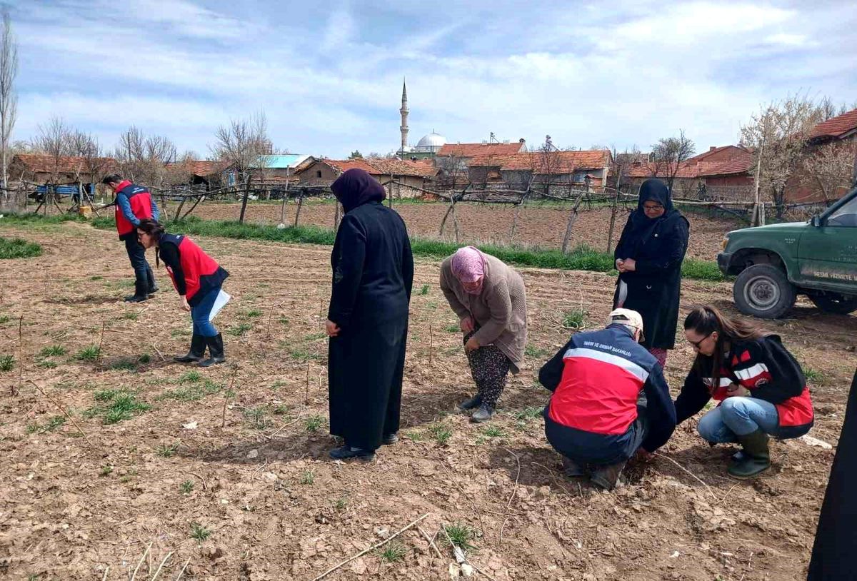 Aslanapa'da çiftçilere yönelik eğitim ve saha çalışmaları gerçekleştirildi