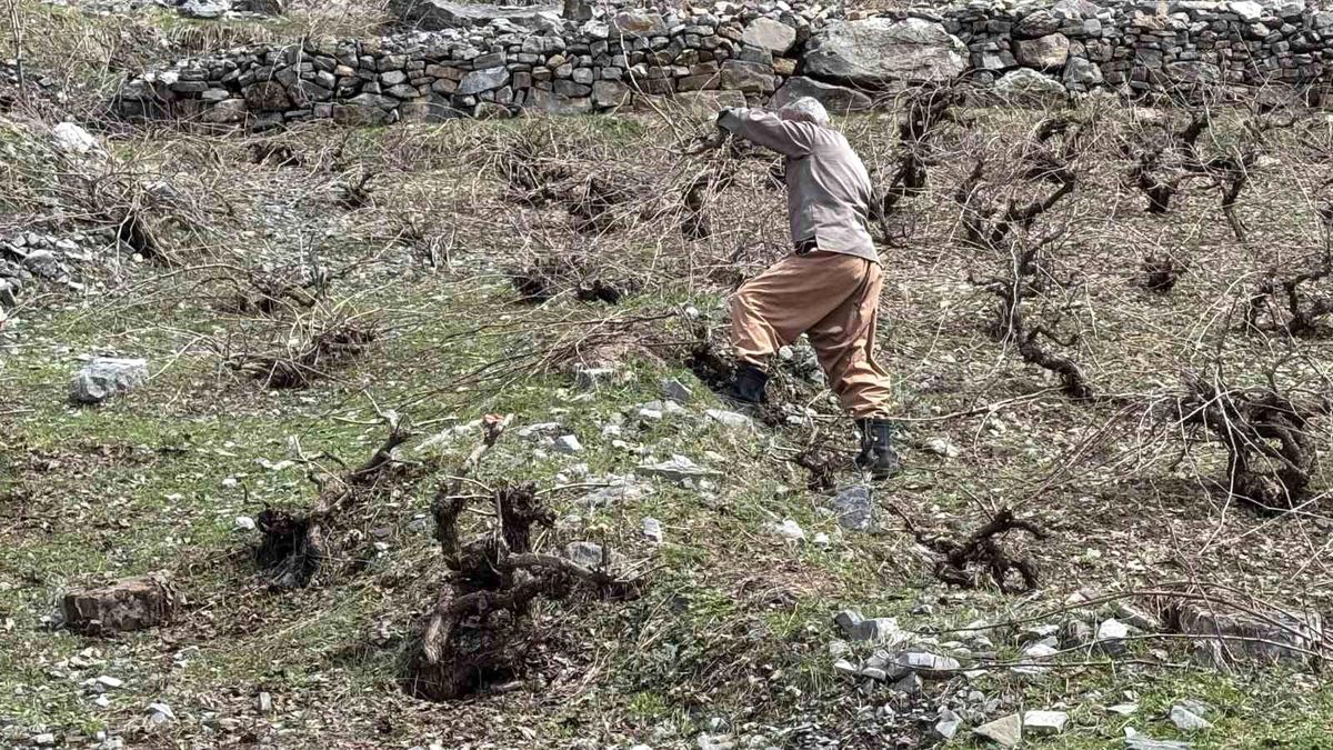 Bir yanda karla mücadele, diğer yanda budama çalışmaları sürüyor