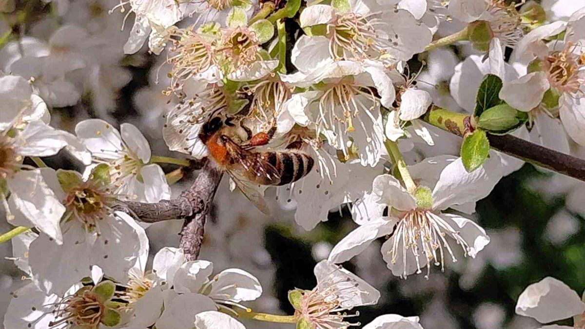 Bolu'da baharın gelmesiyle arılar harekete geçti