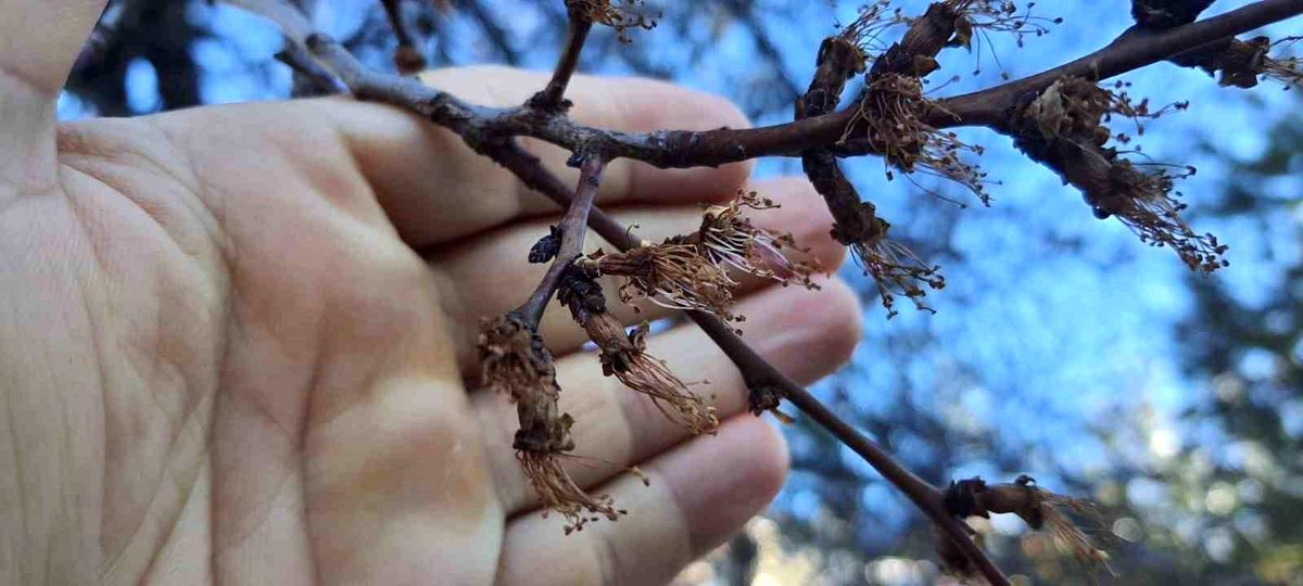 Erzincan'da soğuk şok: Kayısı çiçekleri karardı