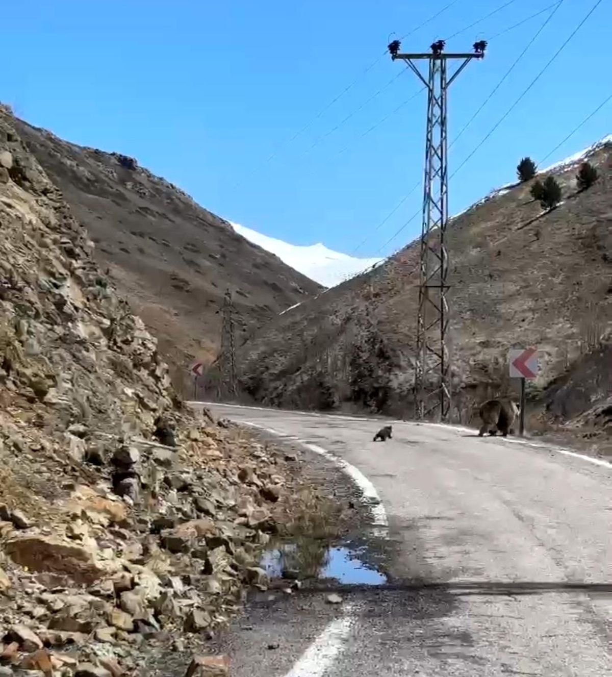 Anne ayı ve yavruları yolda görüntülendi, minik yavrunun çabası gülümsetti