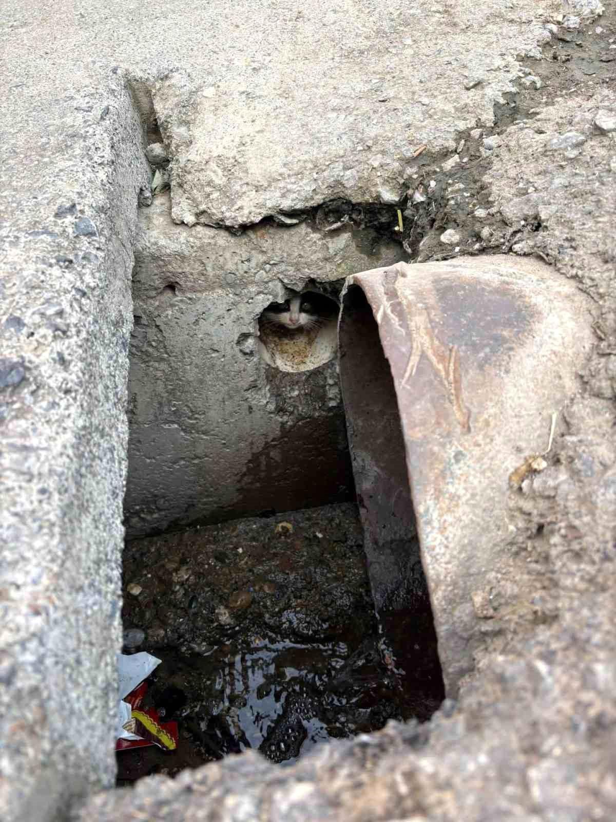 İskenderun'da rögar borusuna düşen yavru kediler kurtarıldı