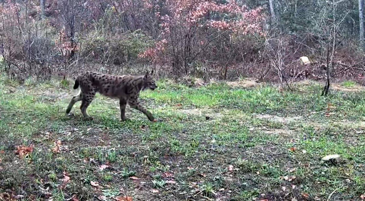 Karabük'te vaşak, domuzlar ve tavşan fotokapanla görüntülendi