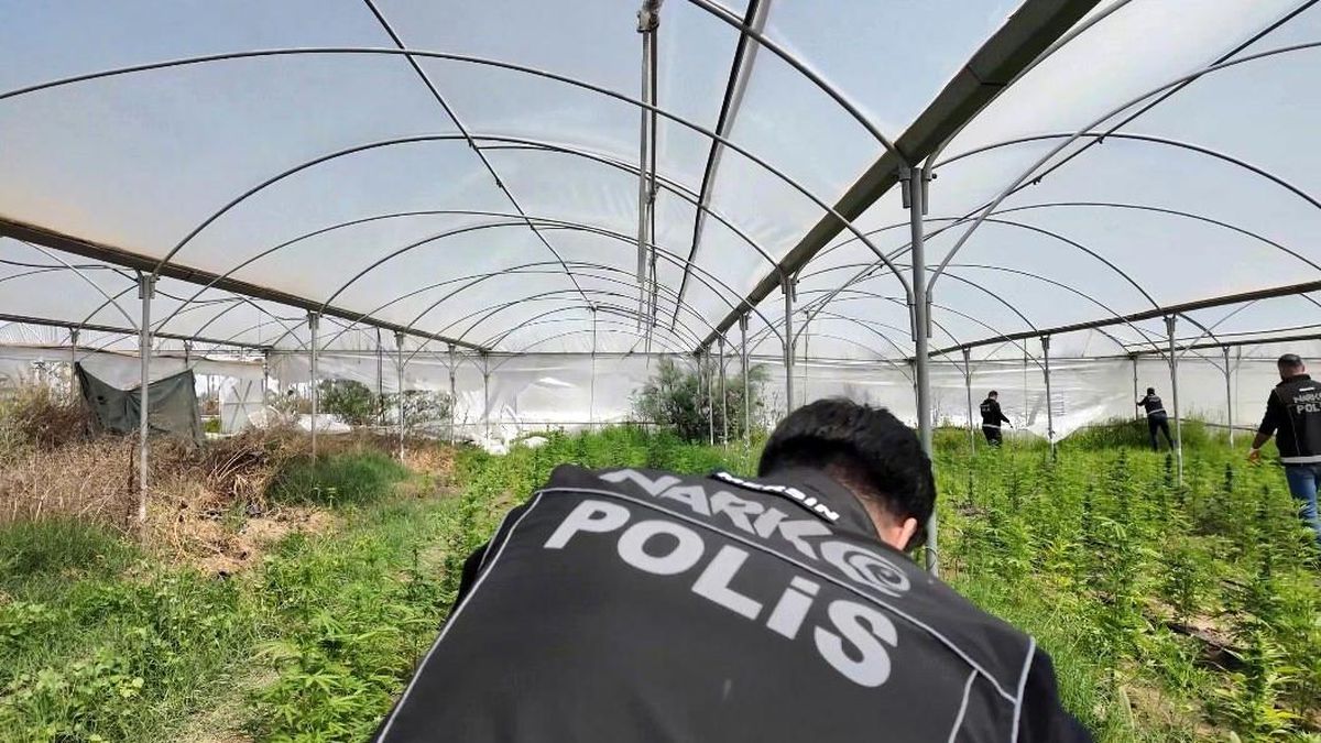 Mersin'de seraya baskın: Binlerce kök Hint keneviri ele geçirildi