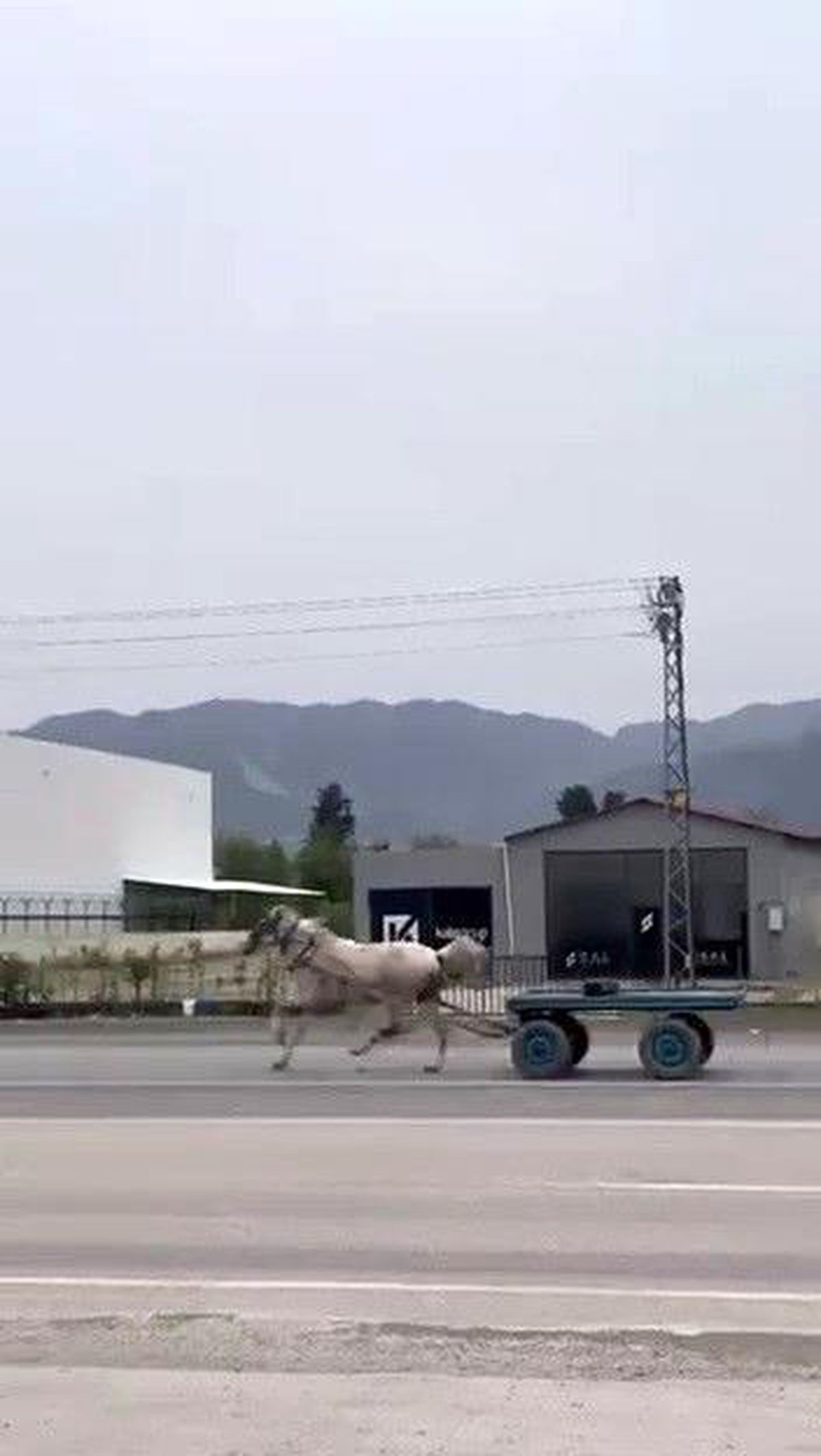 Akan trafikte panik anları: Kaçak at pistte yarışırcasına ilerledi