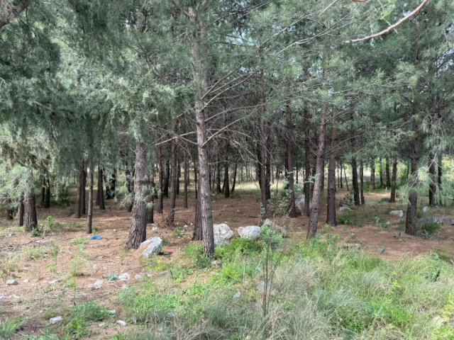 anne ve ogul cinayetinde carpi 19757013 5542 3 m
