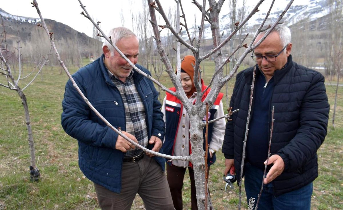 Bayburt'ta üreticilere aşılama ve budama eğitimi verildi