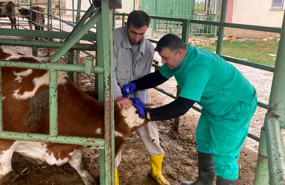 Beyşehir'de hayvan sağlığını koruma çalışmaları