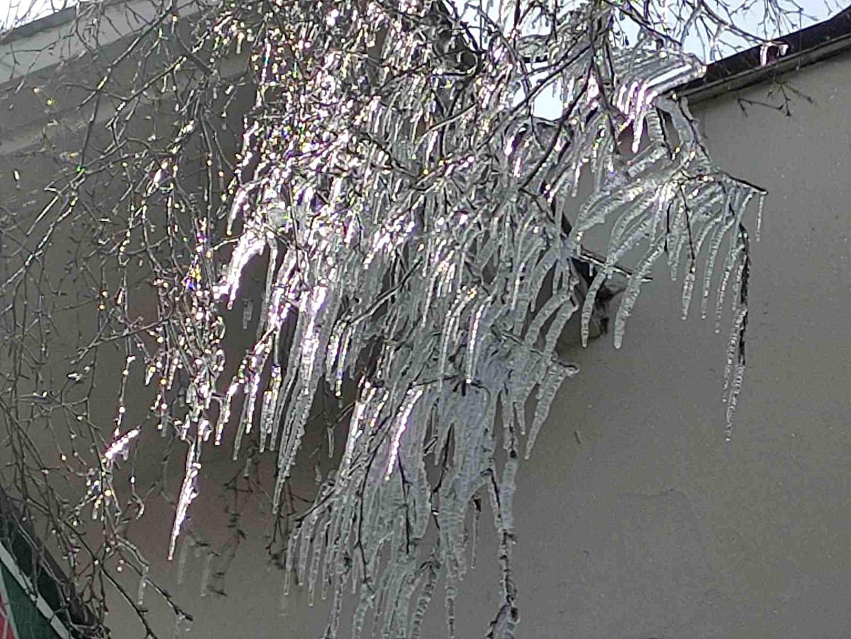 Hava sıcaklığı eksi 10'a düştü, ağaç dalları dondu