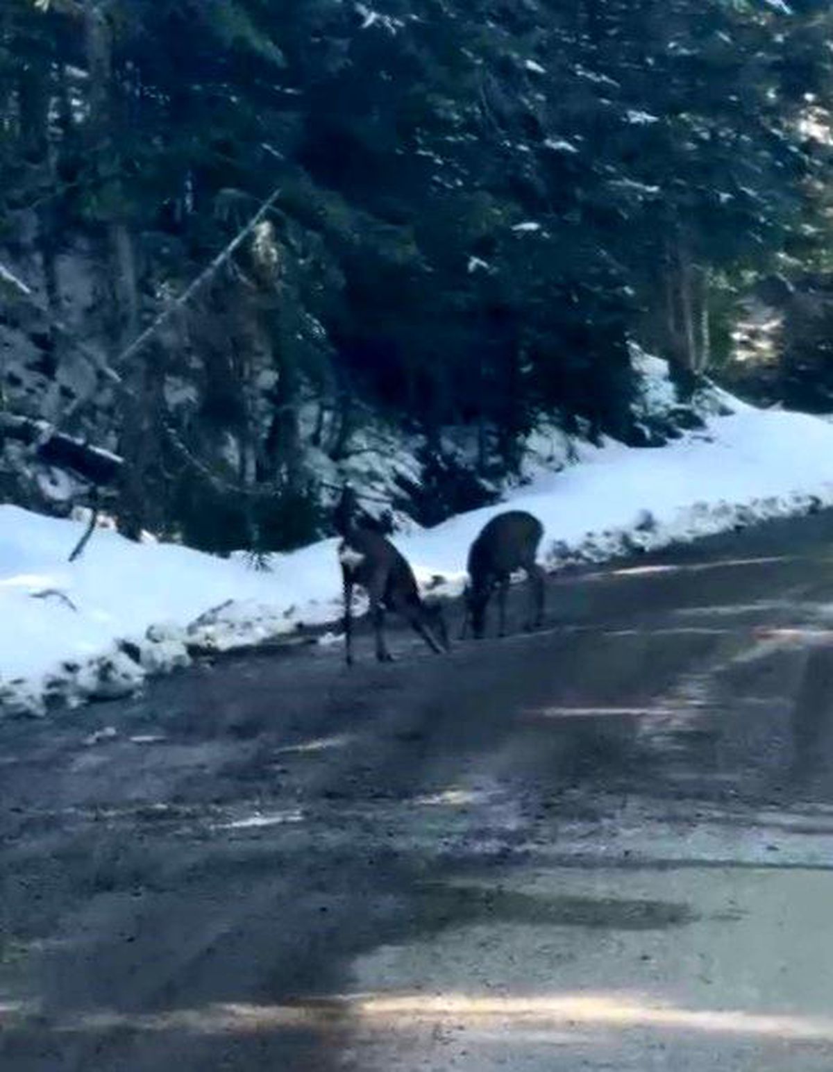 Kastamonu'da karacalar su içerken görüntülendi