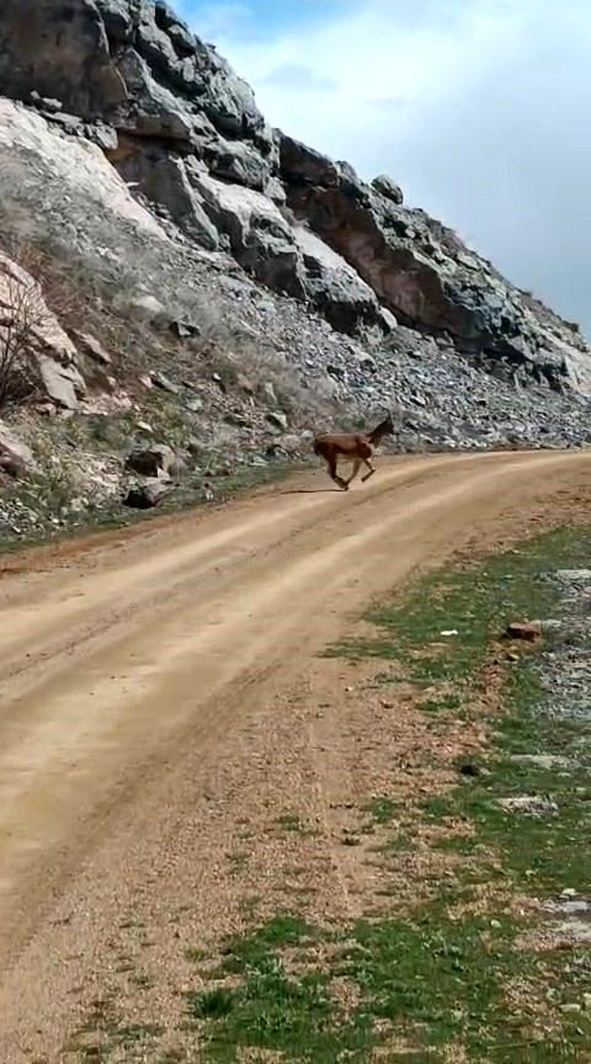 Kayalıklardan süzülen zarafet kameralarda