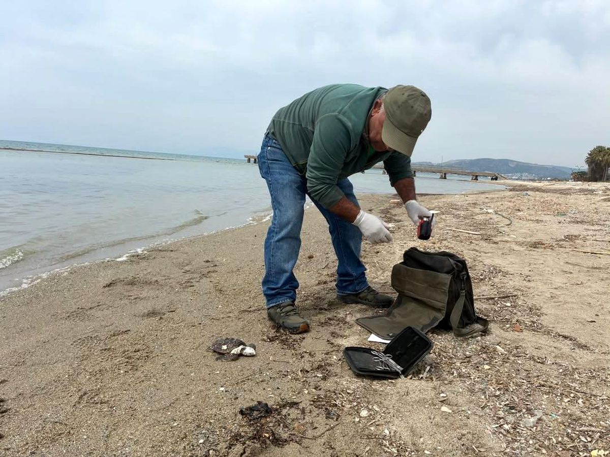 Kuşadası'nda iki deniz kaplumbağası ölü bulundu