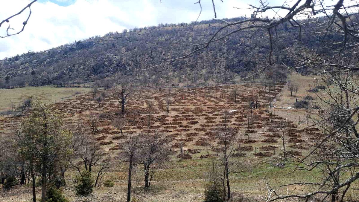 Bozkır'da 13 dönümlük alanda dev ağaçlandırma projesi