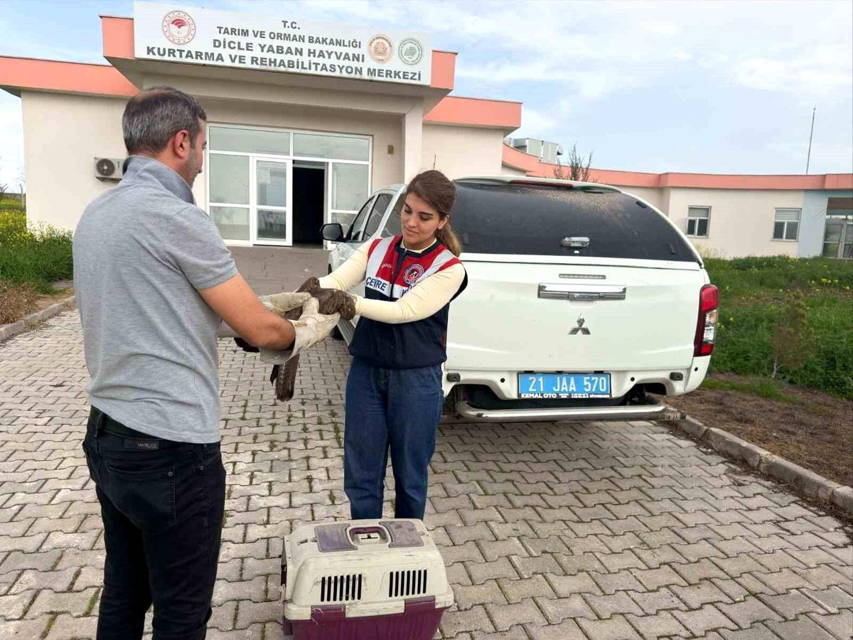 Diyarbakır'da yaralı bulunan şahin tedavi altına alındı