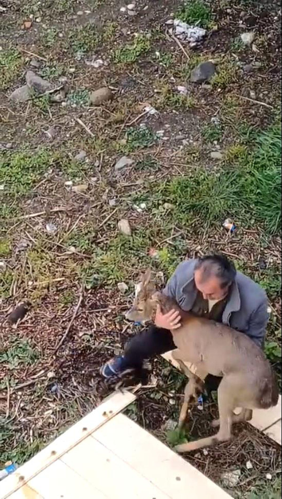 Görele'de araçlara çarpan yaralı karaca derede bulundu