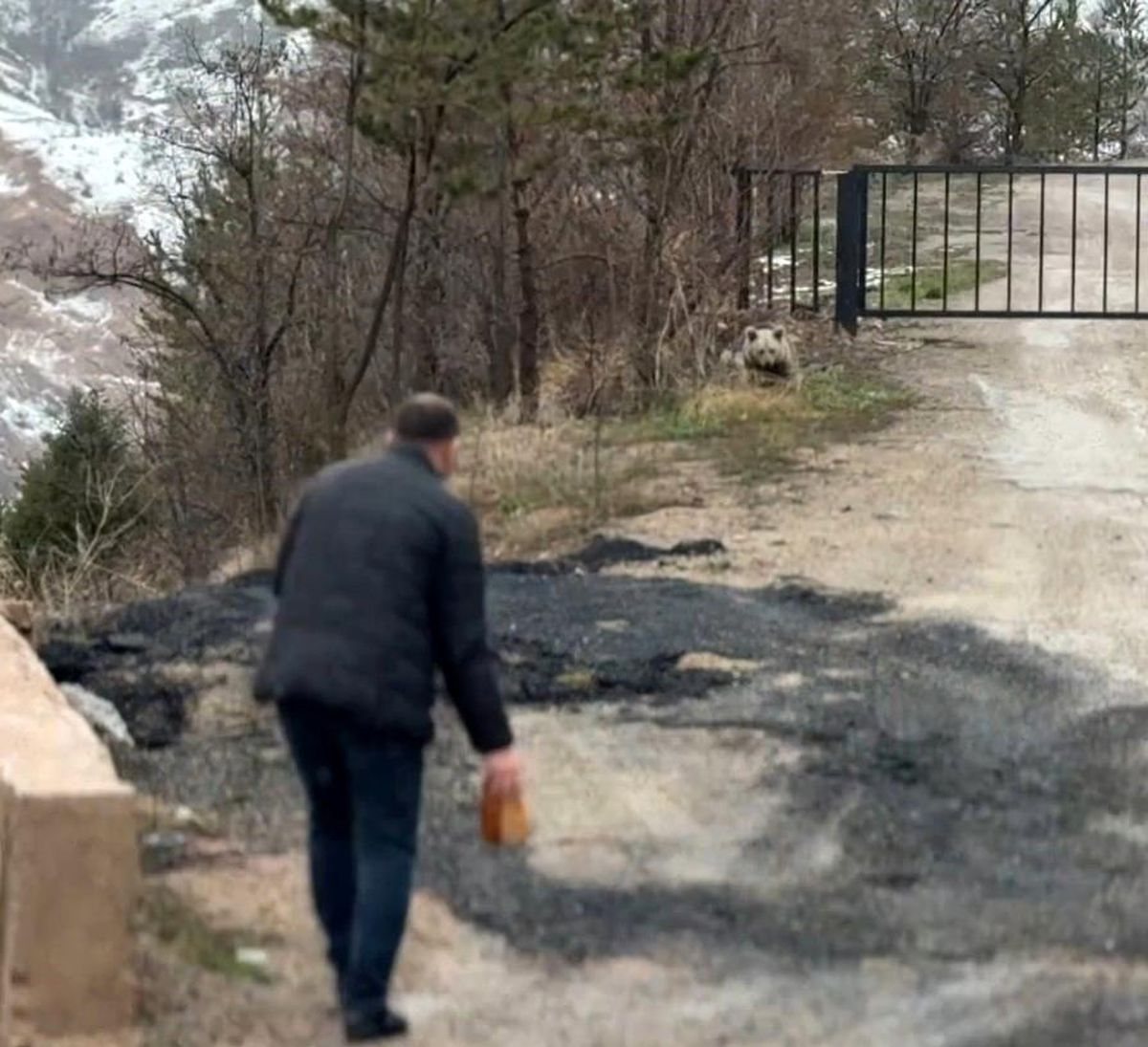 Gümüşhane'de aç kalan yavru ayıyı elleriyle beslediler