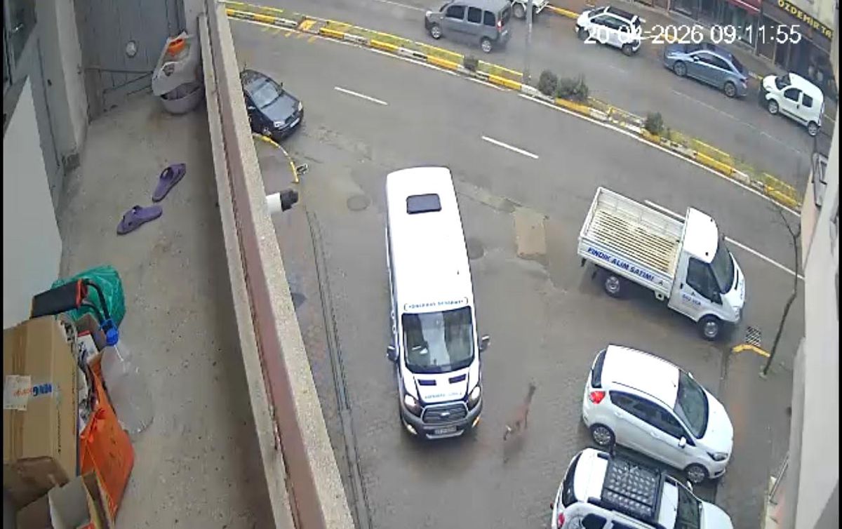 Karaca Giresun'un Görele ilçesinde şehir merkezine indi: iki araca çarptı, gözden kayboldu