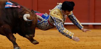 Kızgın boğanın makatından boynuzladığı matador ağır yaralandı