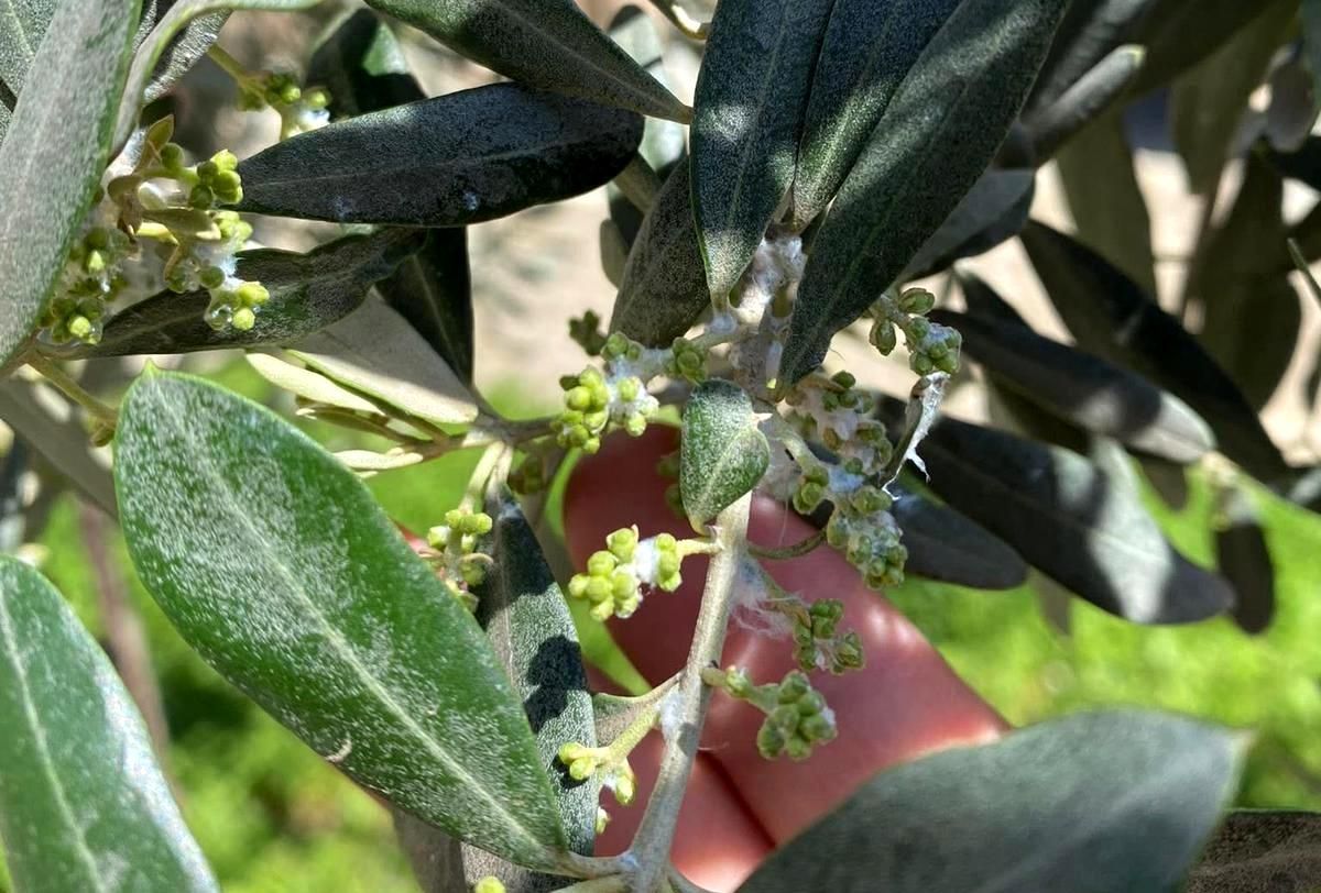 Sarıgöl'de zeytin üreticileri pamuklu bit zararlısına karşı uyarıldı