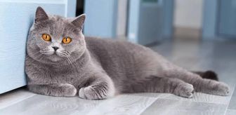 British Shorthair Ev Bakımına Uygun mudur? (2026 Güncel Rehber)