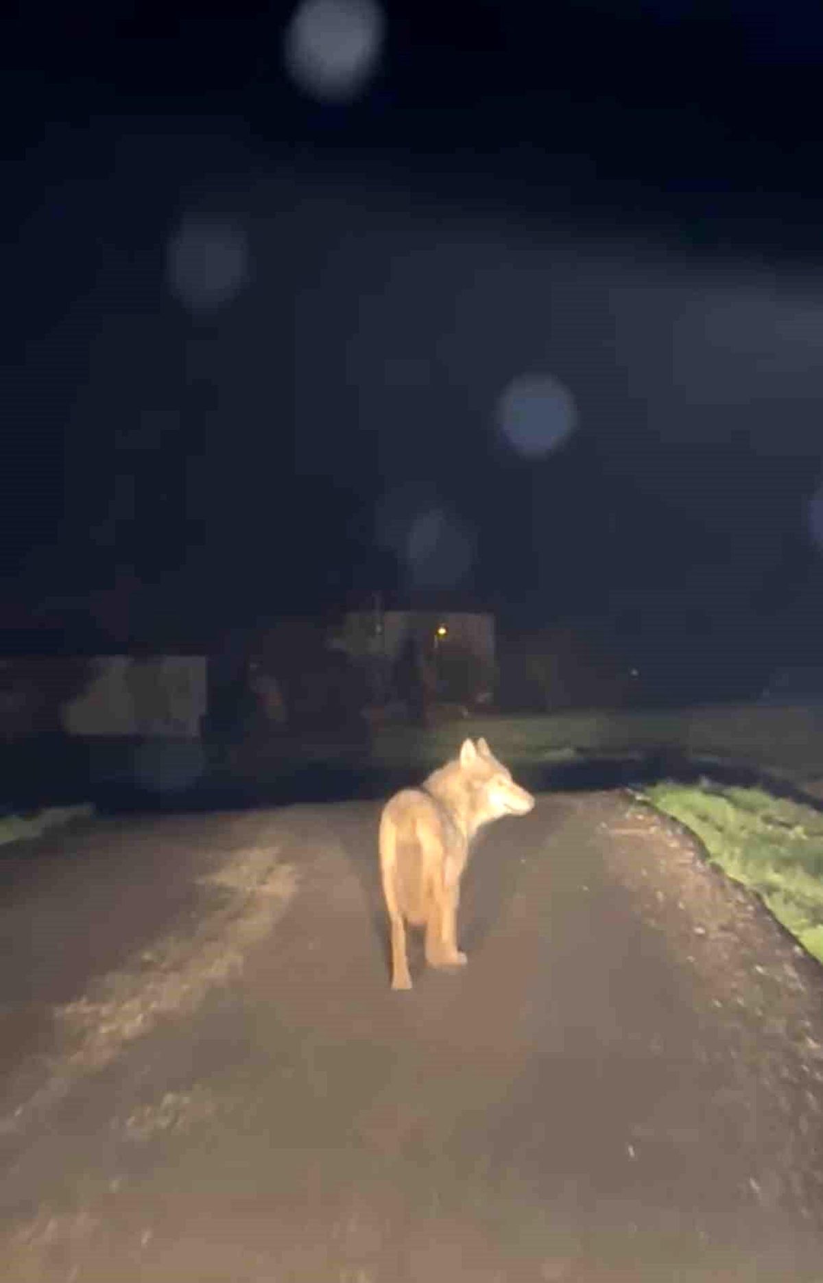 Yerleşim yerine inen kurt cep telefonu ile görüntülendi