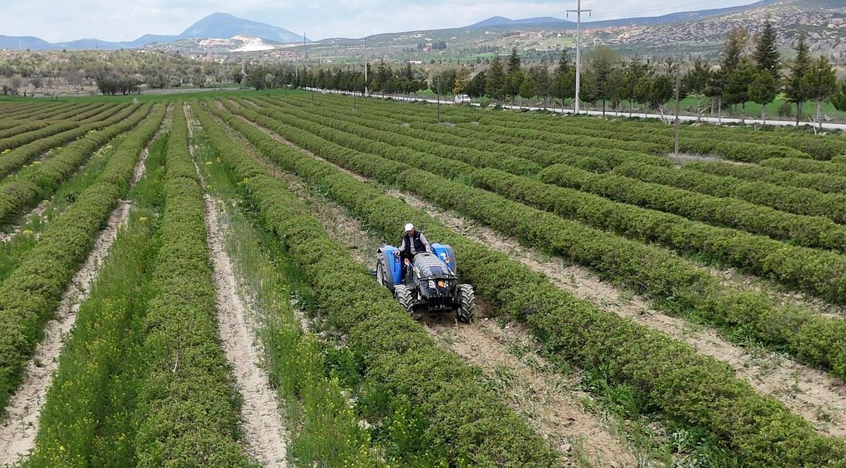 Isparta'da gül hasadı öncesi umutlar arttı: 13 bin ton rekolte bekleniyor