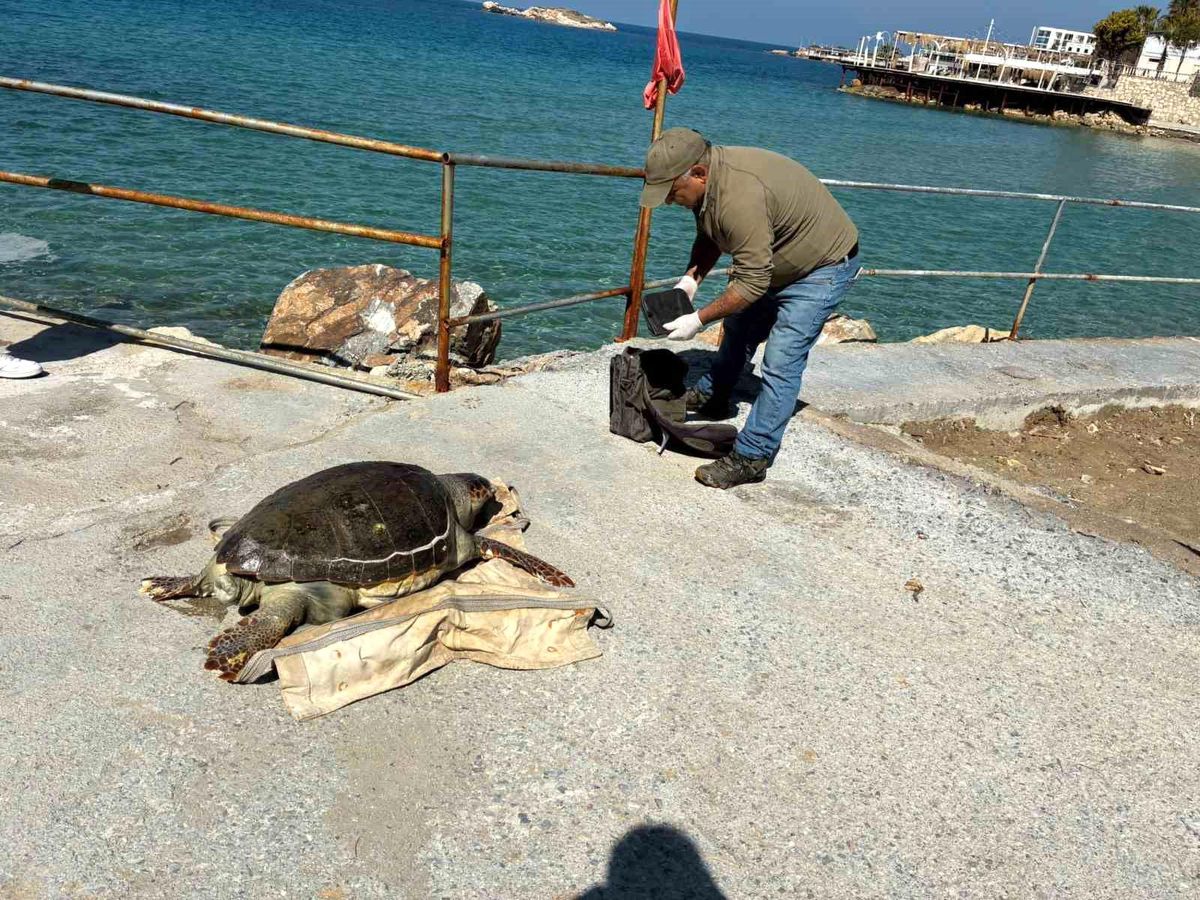 Kuşadası Körfezi'nde 'deniz kaplumbağası' alarmı