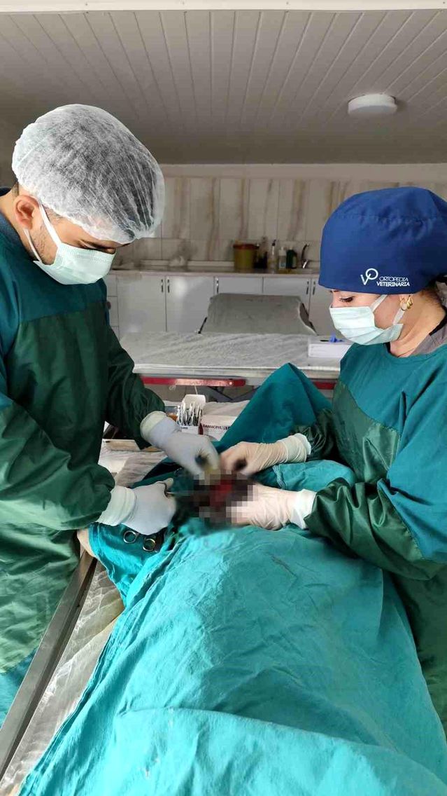 Mardin Hayvan Bakımevinde köpekteki 1 kiloluk tümör operasyonla alındı