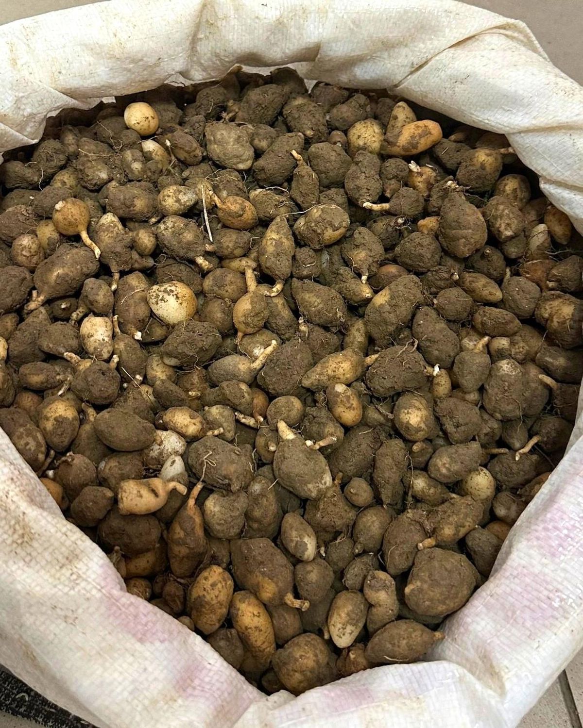 Nesli tehlike altındaki bitkinin yumrularını söken kişiye yarım milyonluk ceza