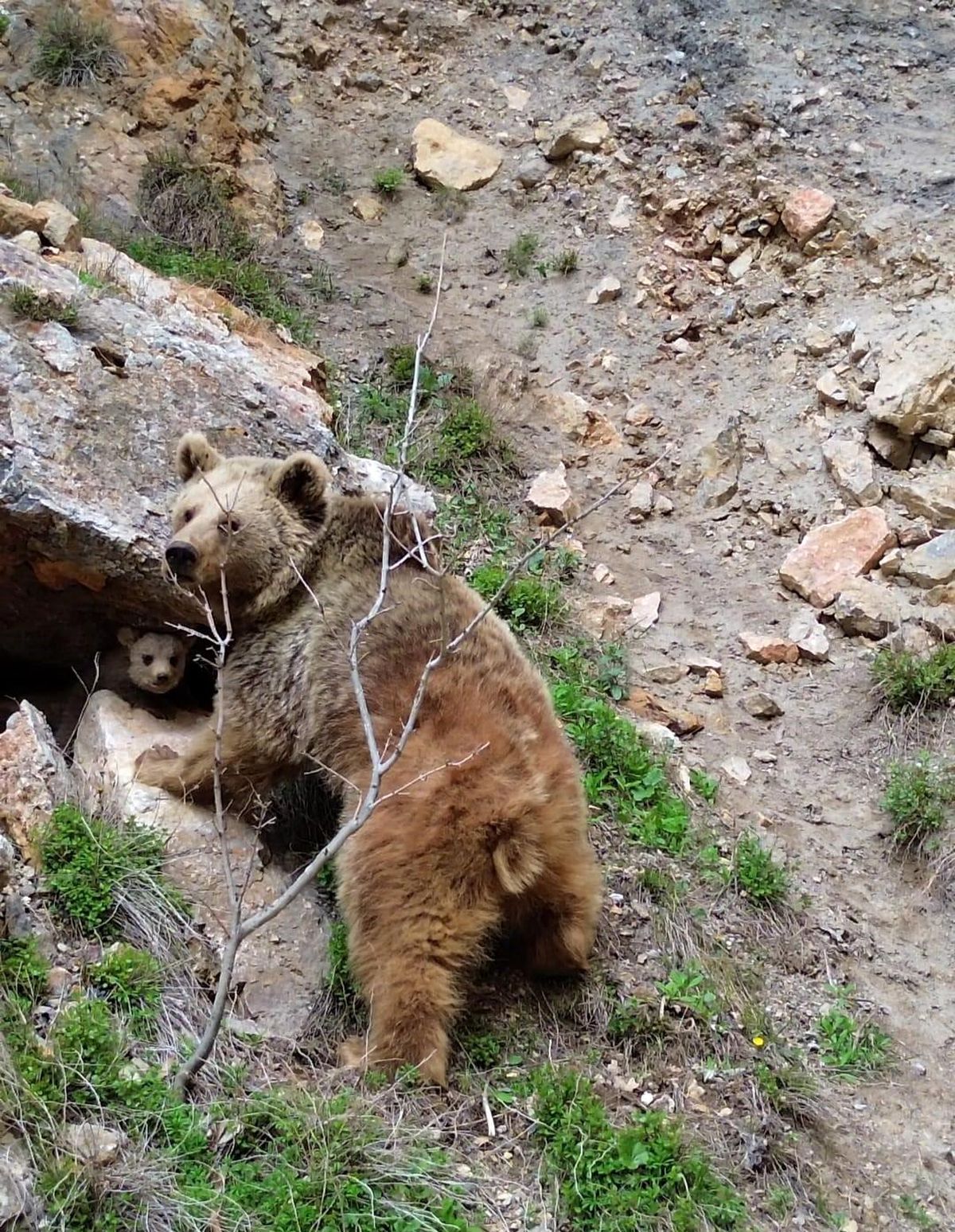 Tunceli'de ayı ve yavrusu dron ile görüntülendi