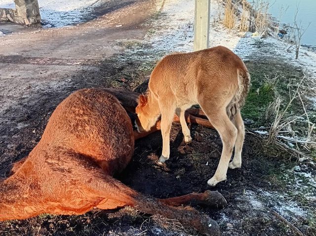 Foal was adopted
