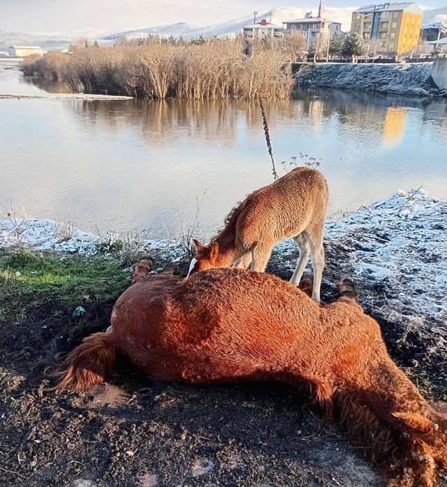 Foal did not leave its dead mother's side