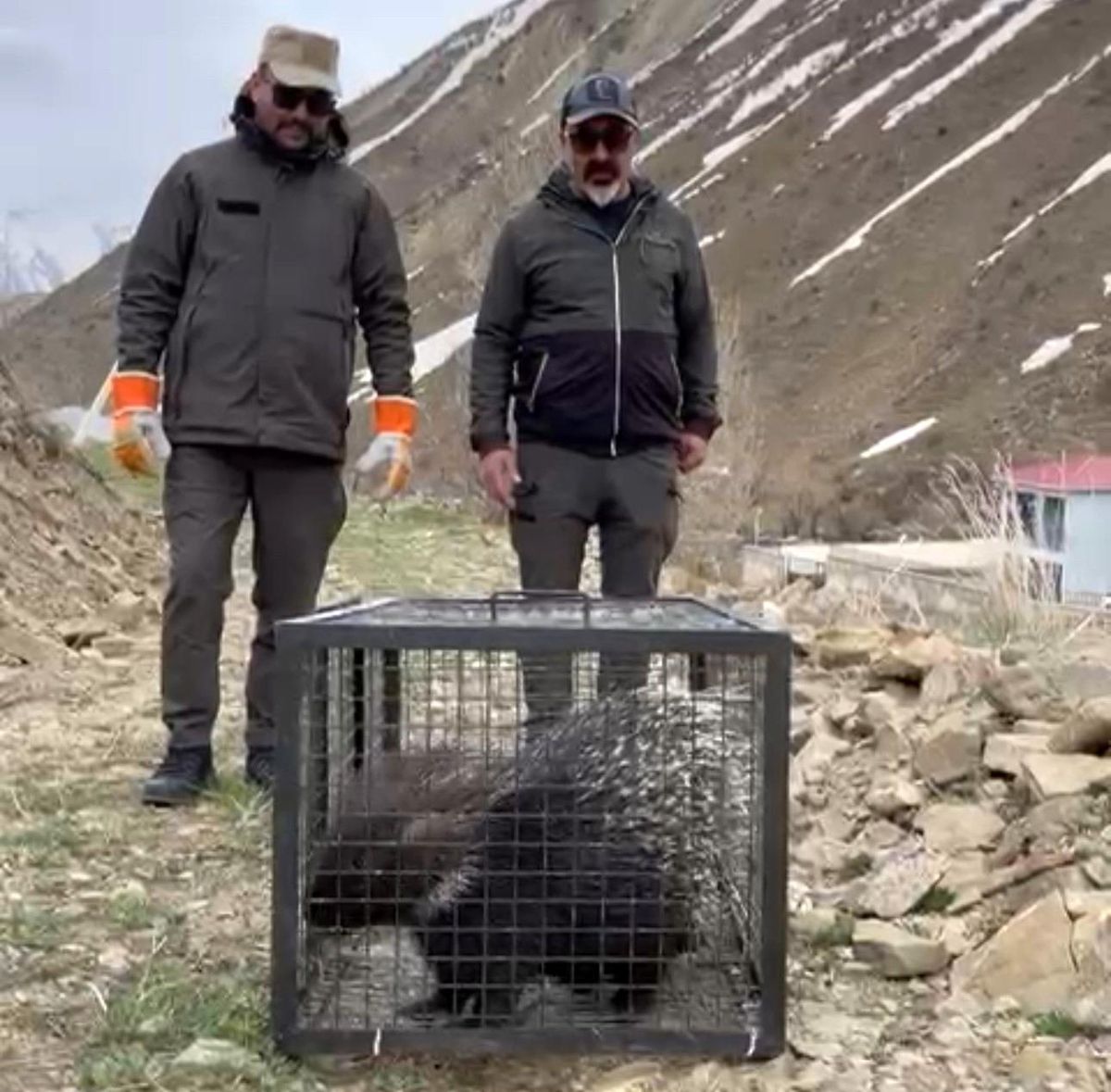 Tedavisi tamamlanan oklu kirpi doğaya salındı