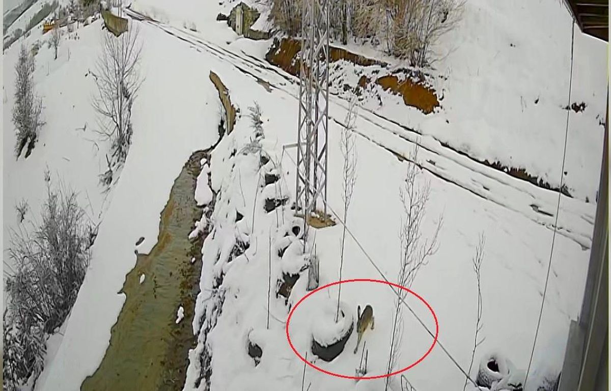 Bayburt'ta nefes kesen kovalamaca: Tavşanın kurdu atlattığı anlar kamerada