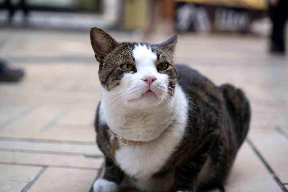 10 kiloluk kedi Prens, İzmit çarşısının sevgi elçisi oldu