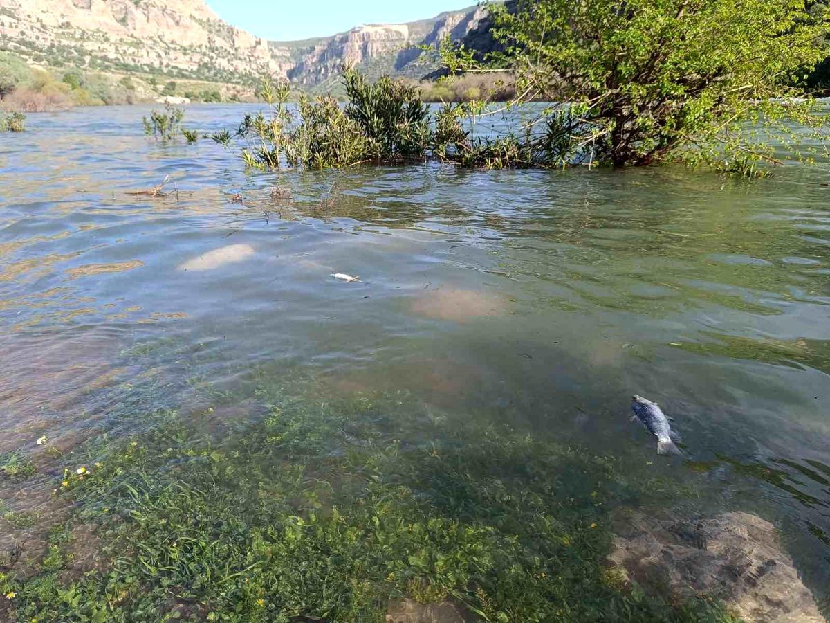 Dicle Nehri'nde balık ölümleri tedirgin etti