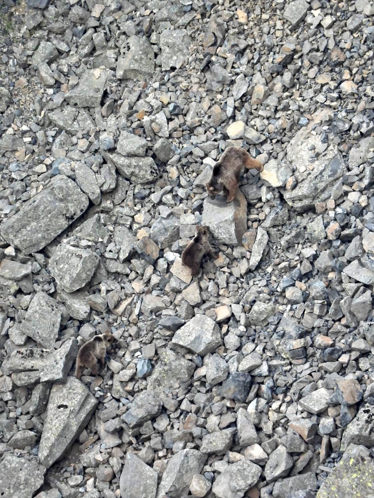 Kış uykusundan uyanan ayı ailesi kameralara yansıdı